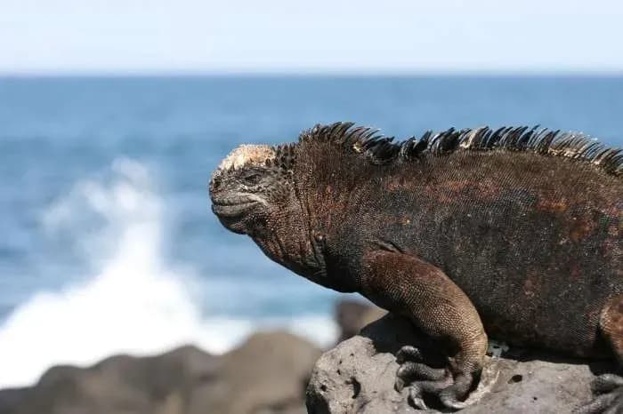 Iguana san cristobal