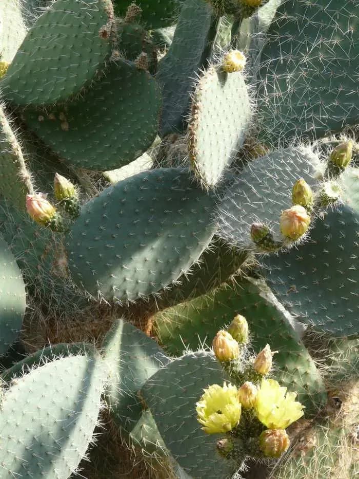 Opuntias Garden