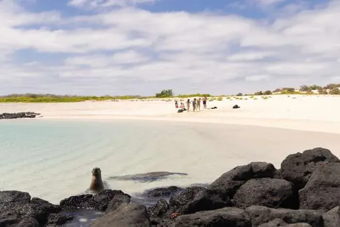Punta pucuna