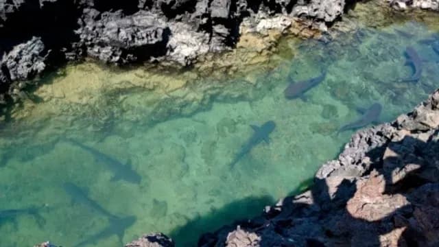 Canal del los tiburones Medium.webp