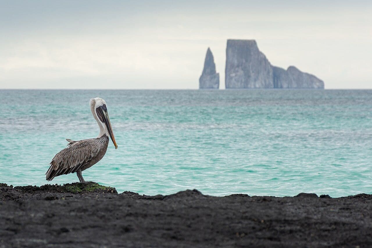 Pelican in Front of Kicker Rock .jpeg