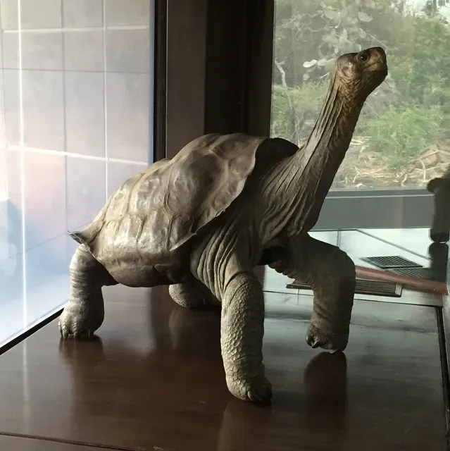 Solitario George Medium.webp