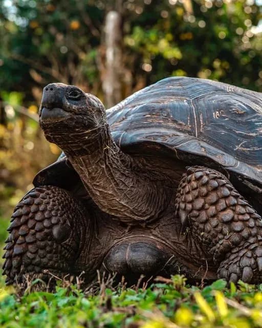 Tortuga gigante de Galápagos en su ambiente natural Medium.webp