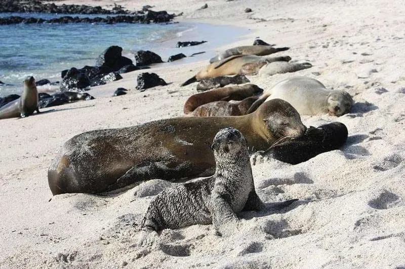 Best time to visit Galapagos - Sea lions