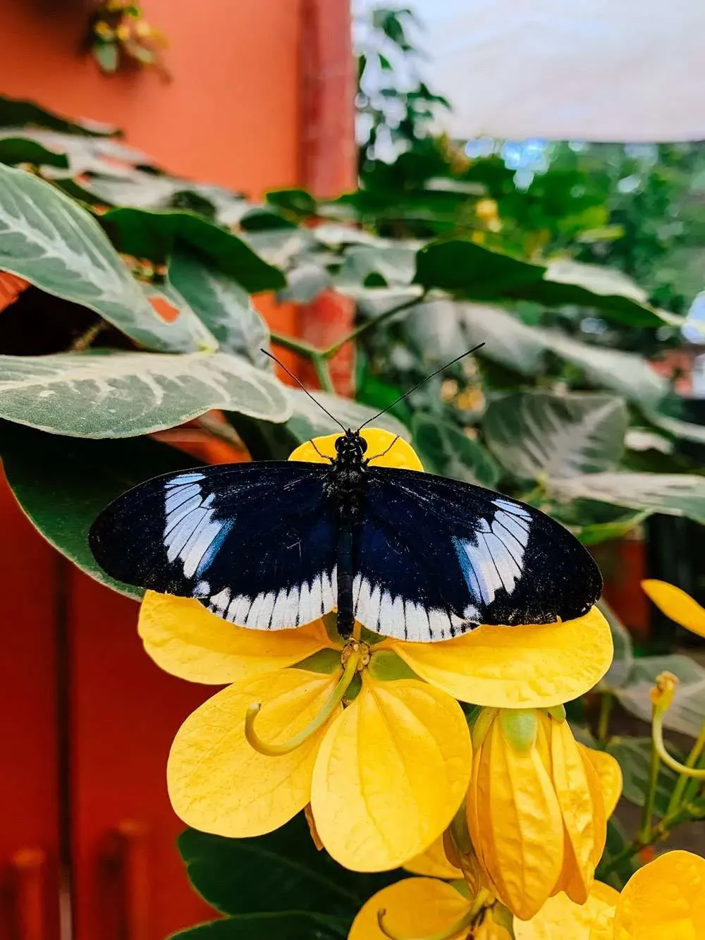 El Santuario de las Mariposas 7