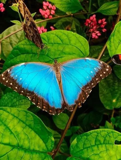 Butterfly watching in Mindo
