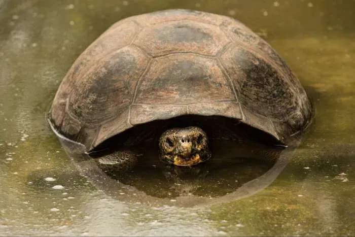 Centro de Crianza de Tortugas Terrestres David Rodriguez