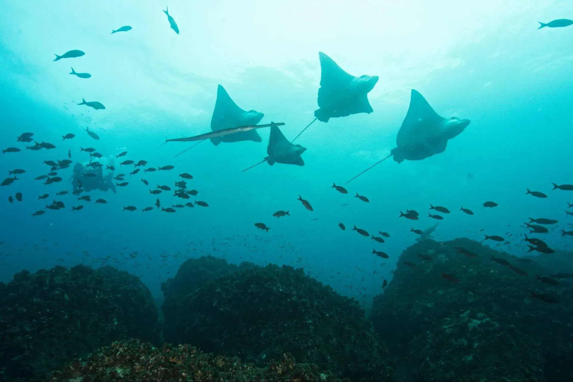 Como llegar a las islas Galapagos Mantarayas