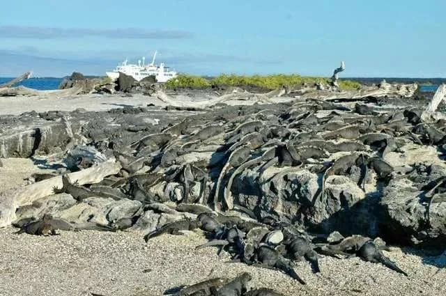6 cosas que hacer en la isla Fernandina