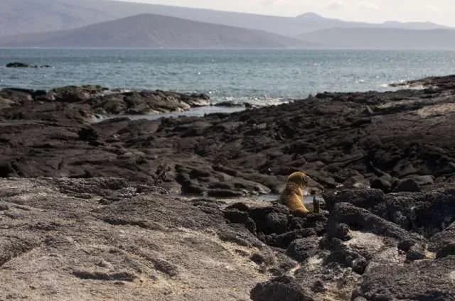 Cosas que hacer en la isla Fernandina - Punta Espinosa