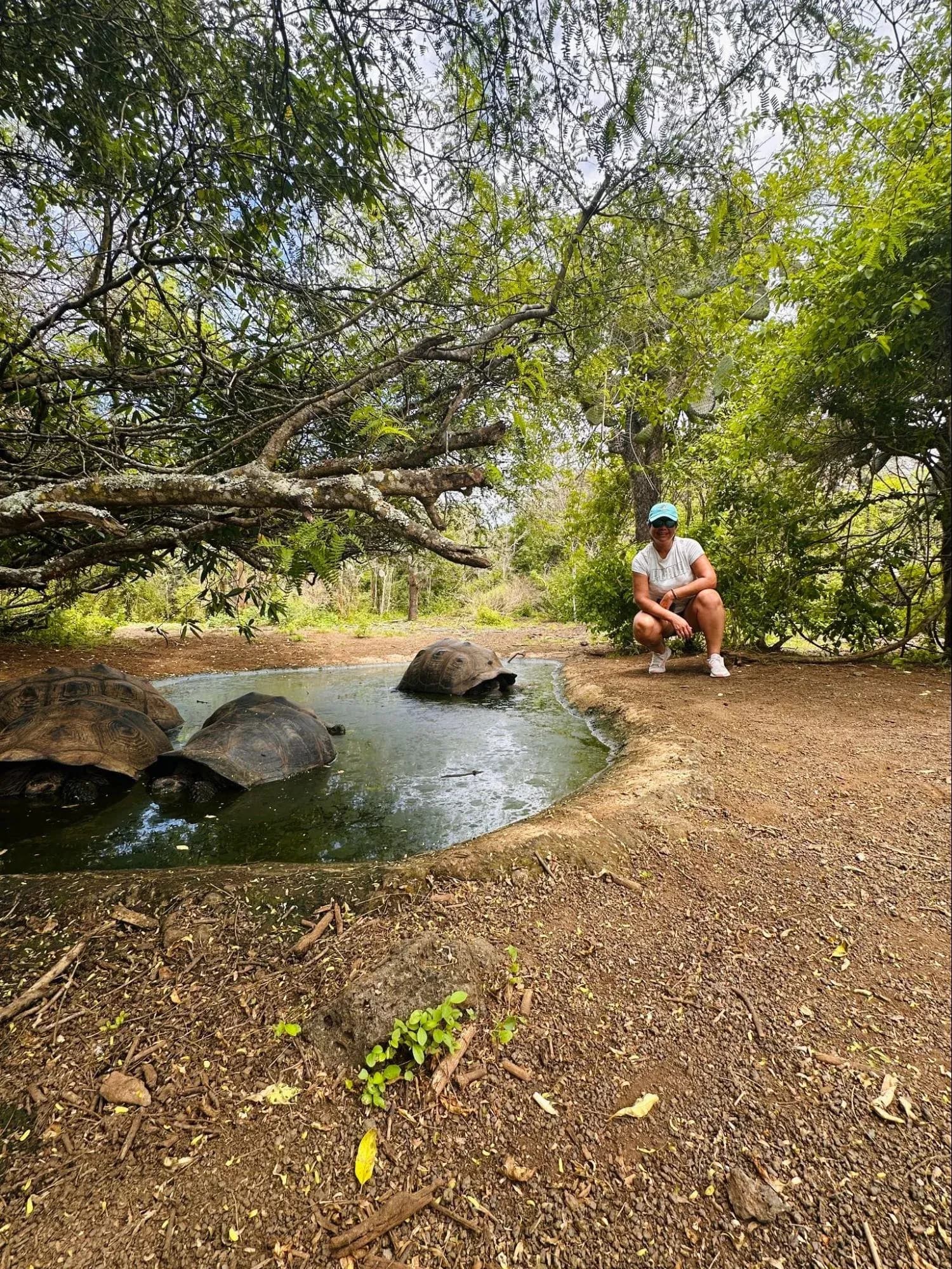 Encuentro con tortugas en el camino al Muro de las lágrimas