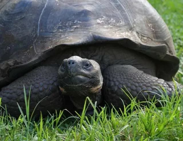 Tour Tortugas Gigantes