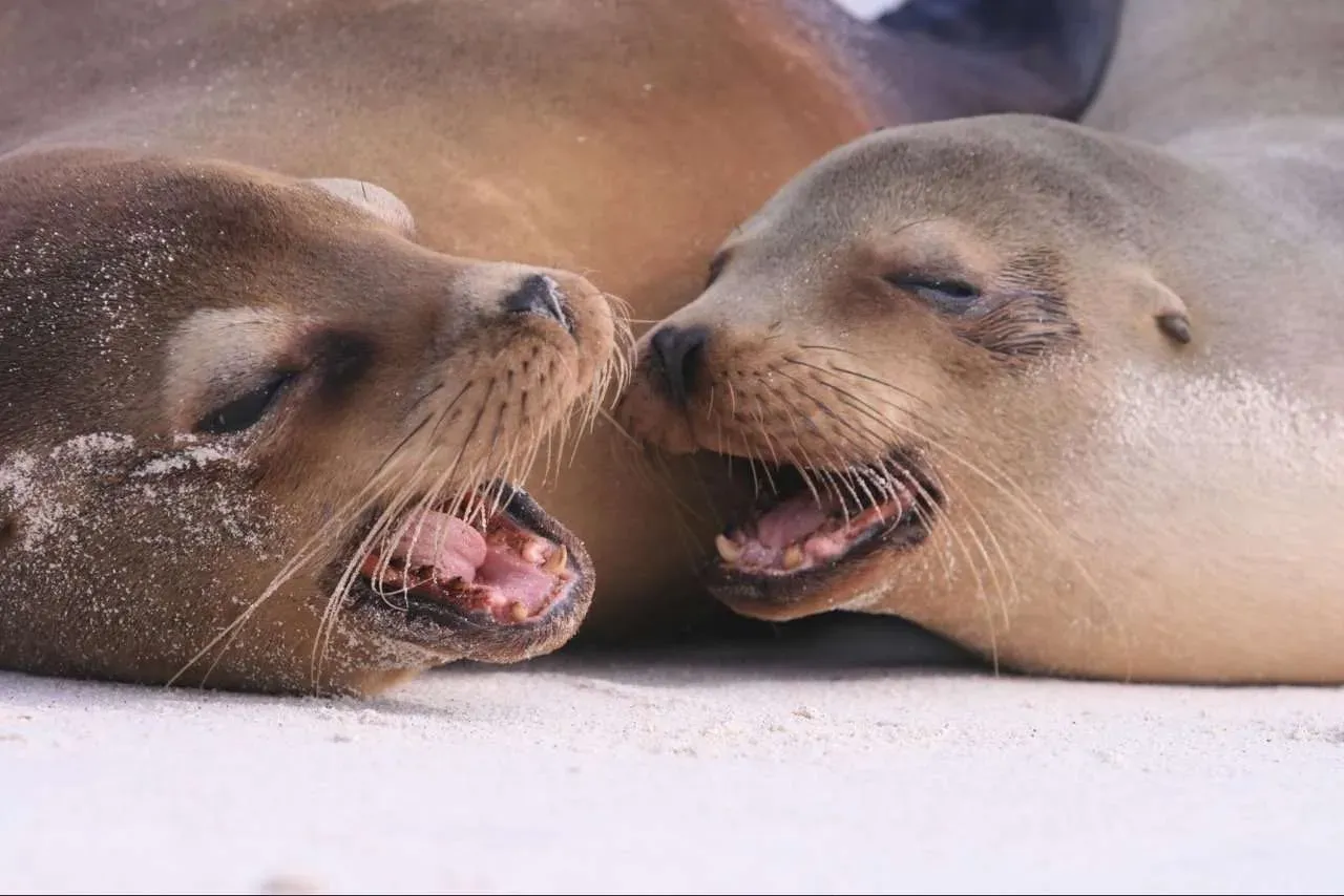 Historia de las islas Galápagos: Lo que no sabías sobre este paraíso