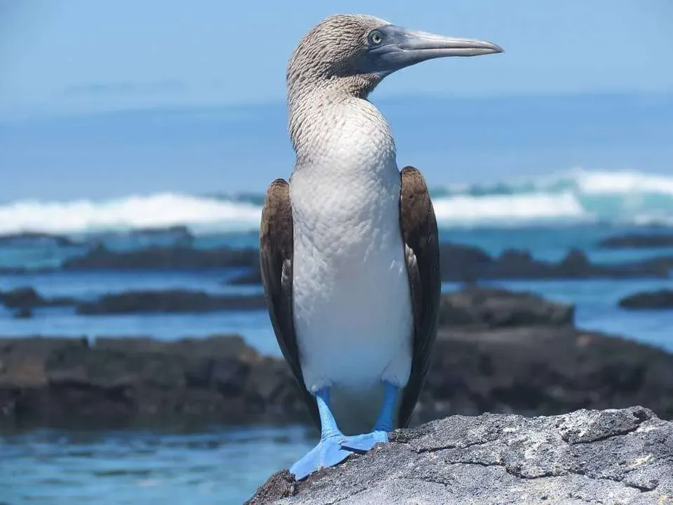 How to get to Galapagos - Blue footed booby