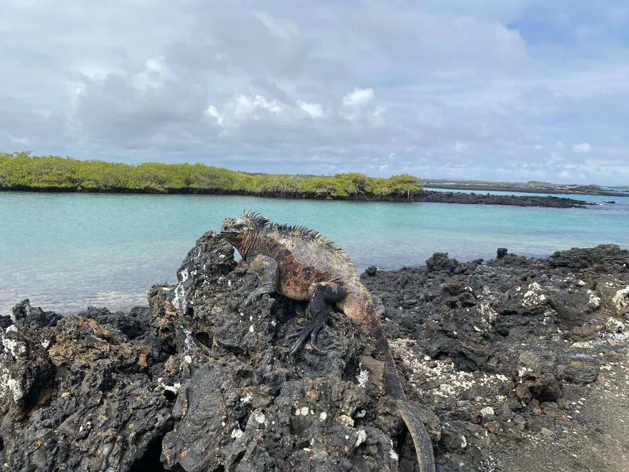 Iguana en las tintoreras