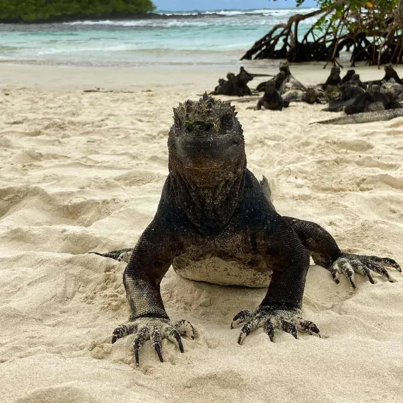Iguana en Tortuga Bay - Cosas que hacer en Galapagos