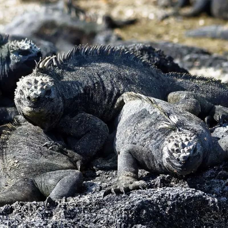 Iguanas on Fernandina Island - Things to do in Galapagos