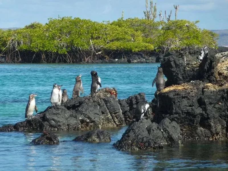Mejor época para viajar a Galápagos