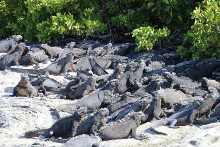 mejores islas galapagos - iguanas marinas