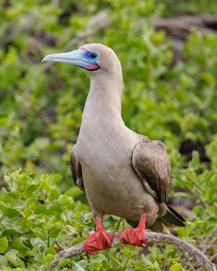 mejores islas galapagos - piquero de patas rojas