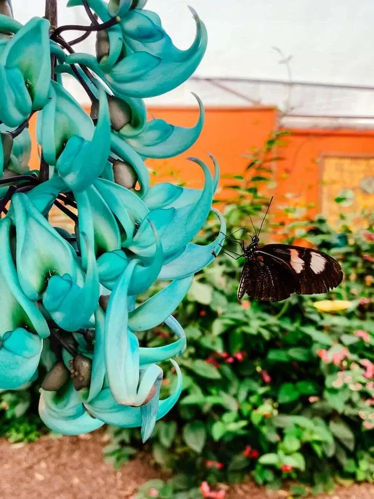 El Santuario de las Mariposas 6