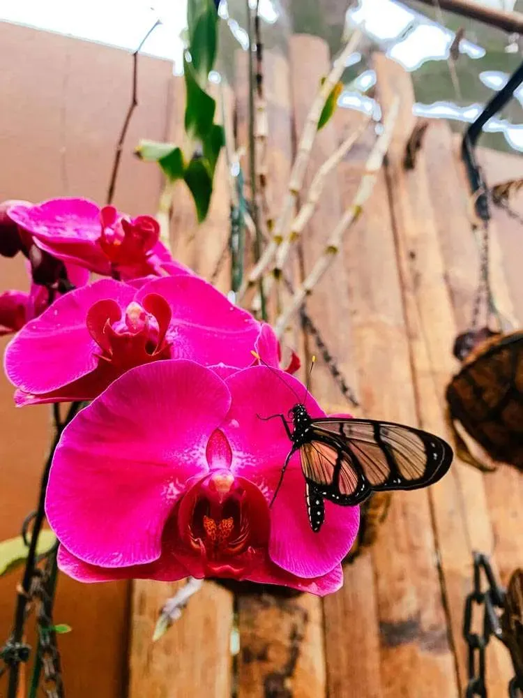 El Santuario de las Mariposas 8