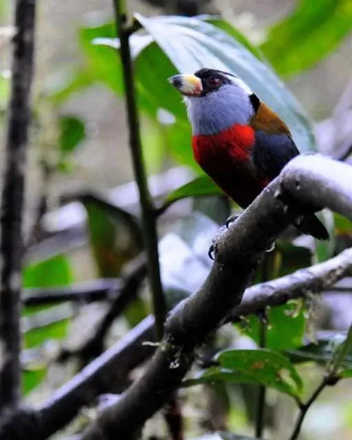 Observacion de aves en Mindo