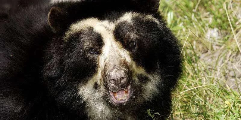 Oso de anteojos - Ecozoo - Things to do in Banos Ecuador