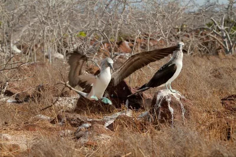 Piqueros de patas azules - Cosas que hacer en Galapagos