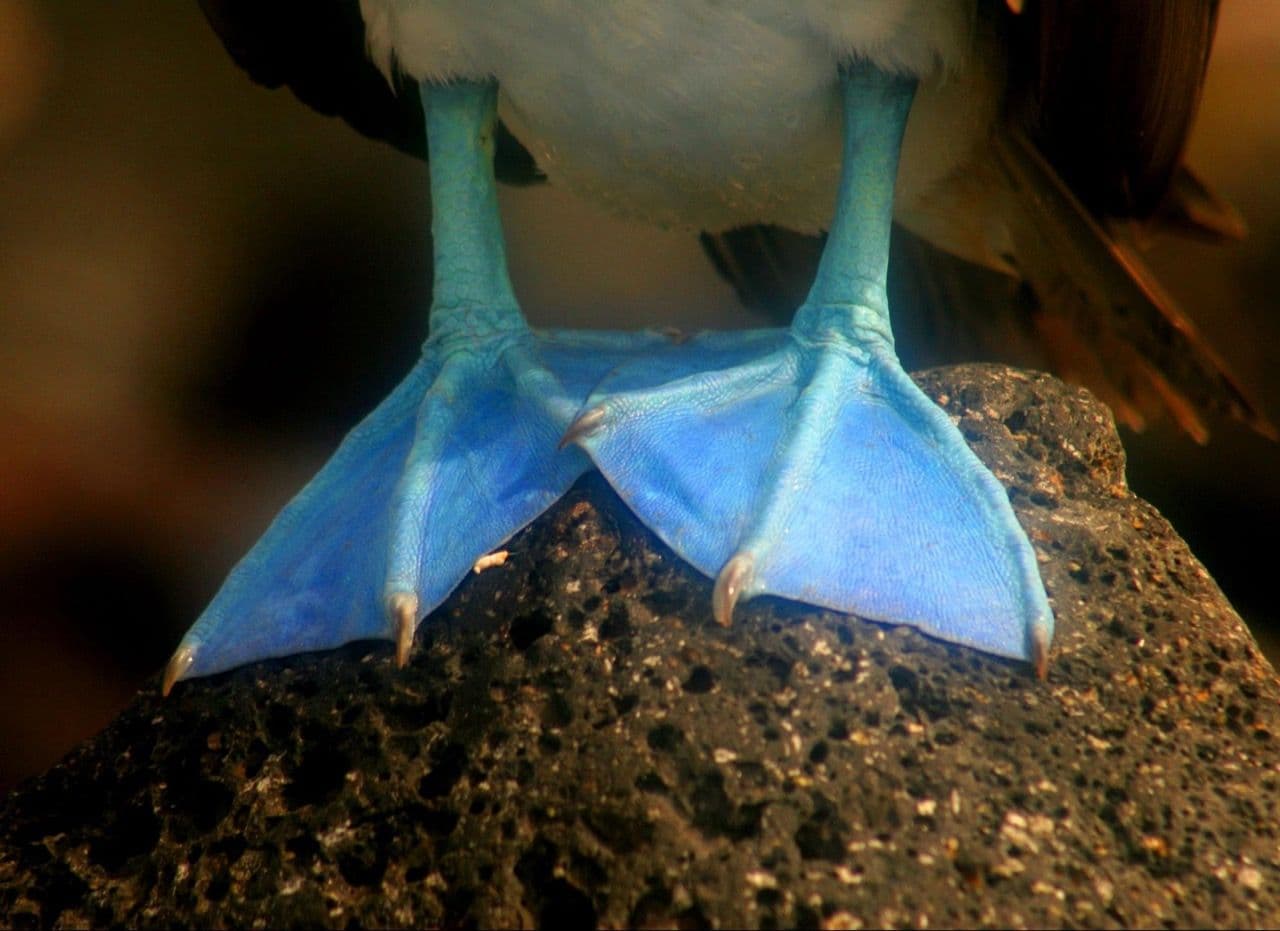 piqueros patas azules - leon dormido.jpeg