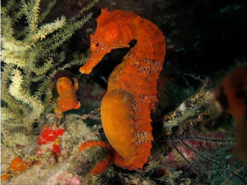 Que hacer en isla Isabela - Los tuneles - Caballo de mar