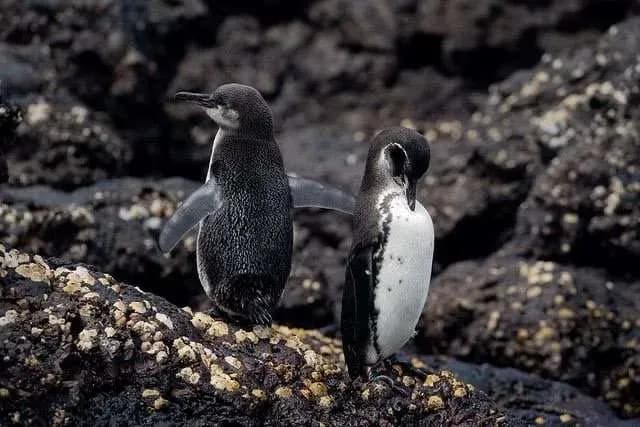 Things to do in Bartolome Island - Observe the penguins