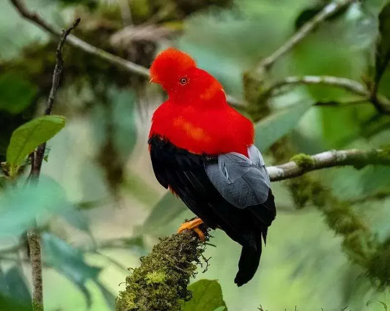 Things to do in Ecuador - Mindo