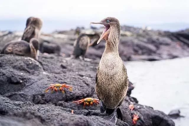 Things to do in Fernandina - Appreciate the birds