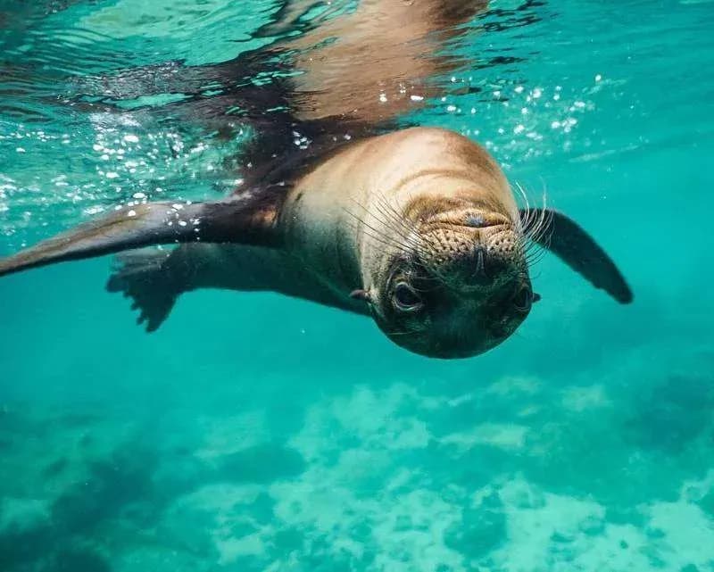 Things to do on Isabela Island - Concha de perla