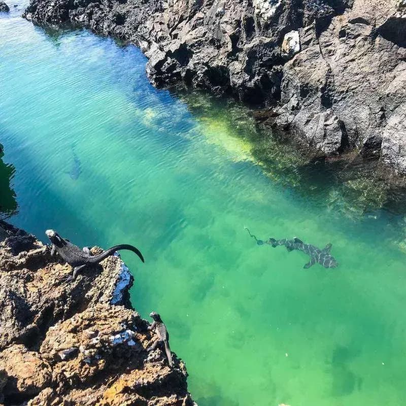 Things to do on Isabela Island - Las tintoreras