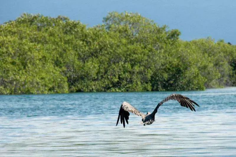 Things to do on Isabela Island - Mangrove Elizabeth Bay