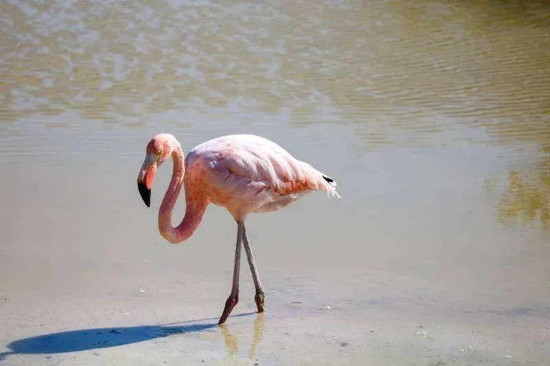 Things to do on Isabela Island - Poza de los flamingos