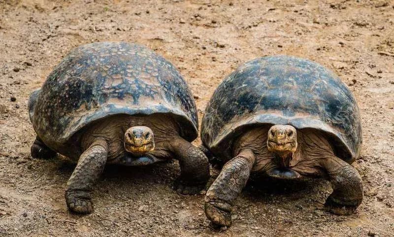 Things to do on Isabela Island - Tortugas en Centro de crianza Arnaldo Tupiza Chamaidan