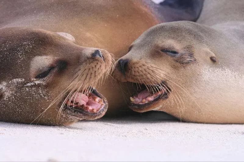 Things to do on Santa Cruz Island Galapagos - Focas Galapagos