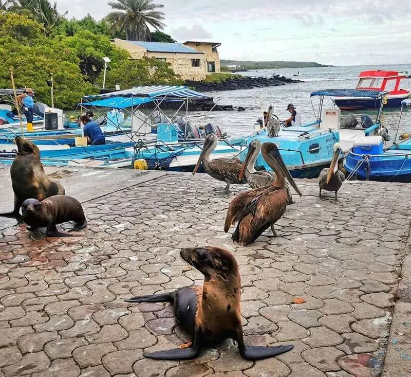 Things to do on Santa Cruz Island Galapagos - Muelle de los pescadores
