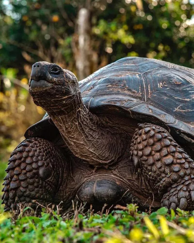 Things to do on Santa Cruz Island Galapagos - - Tortuga gigante Galapagos