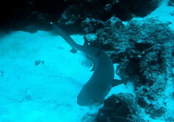 Tiburon tintorera Galapagos