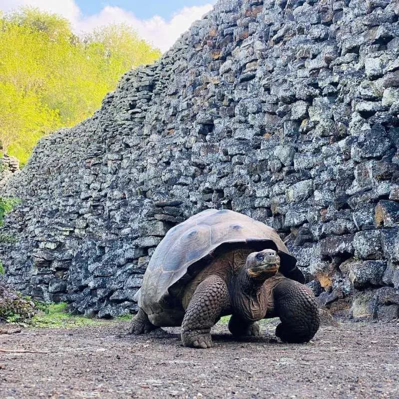 Tortuga de Galápagos en Muro de Lagrimas - Cosas que hacer en Galapagos