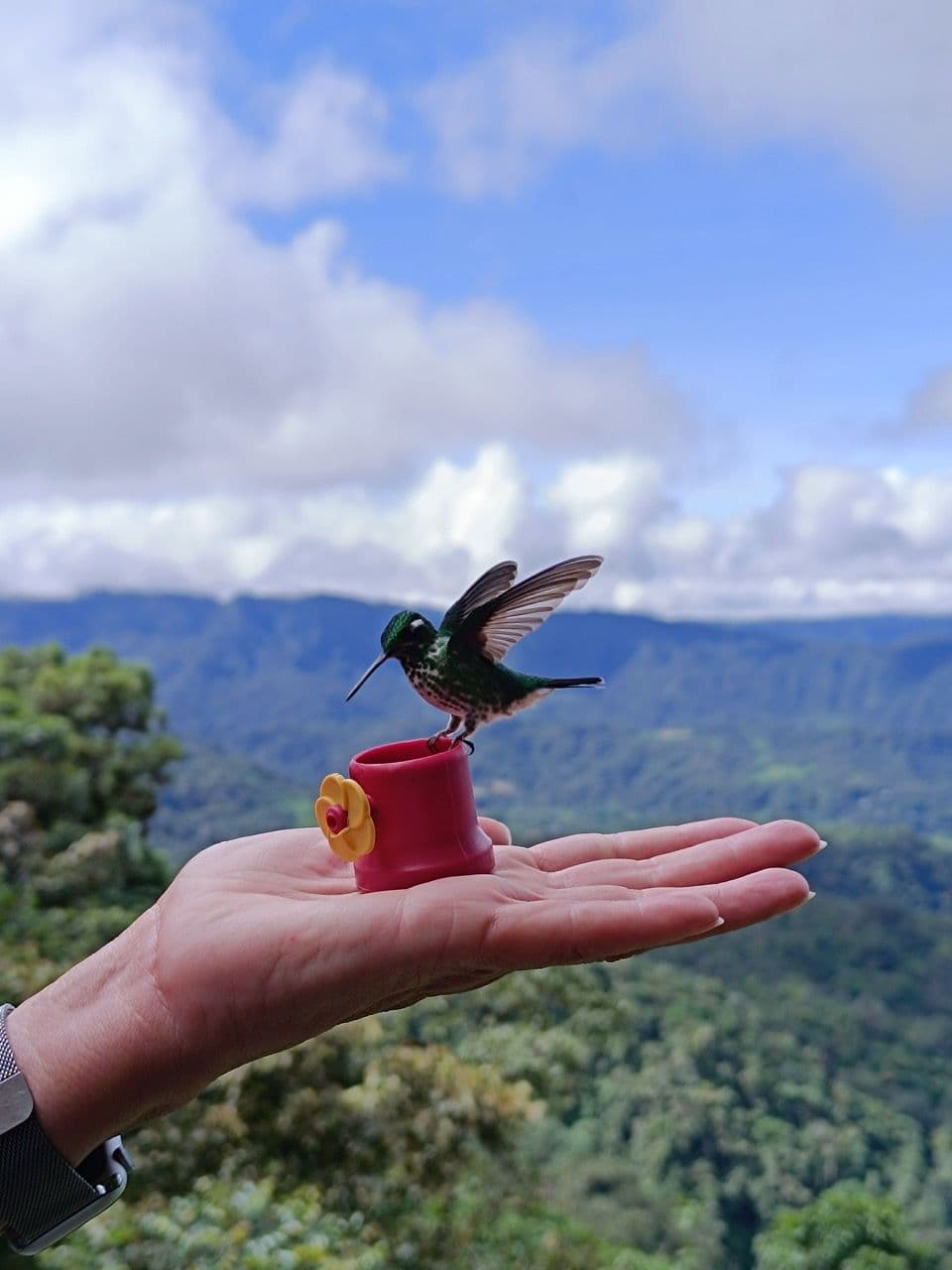 La Reserva de Colibrí 3