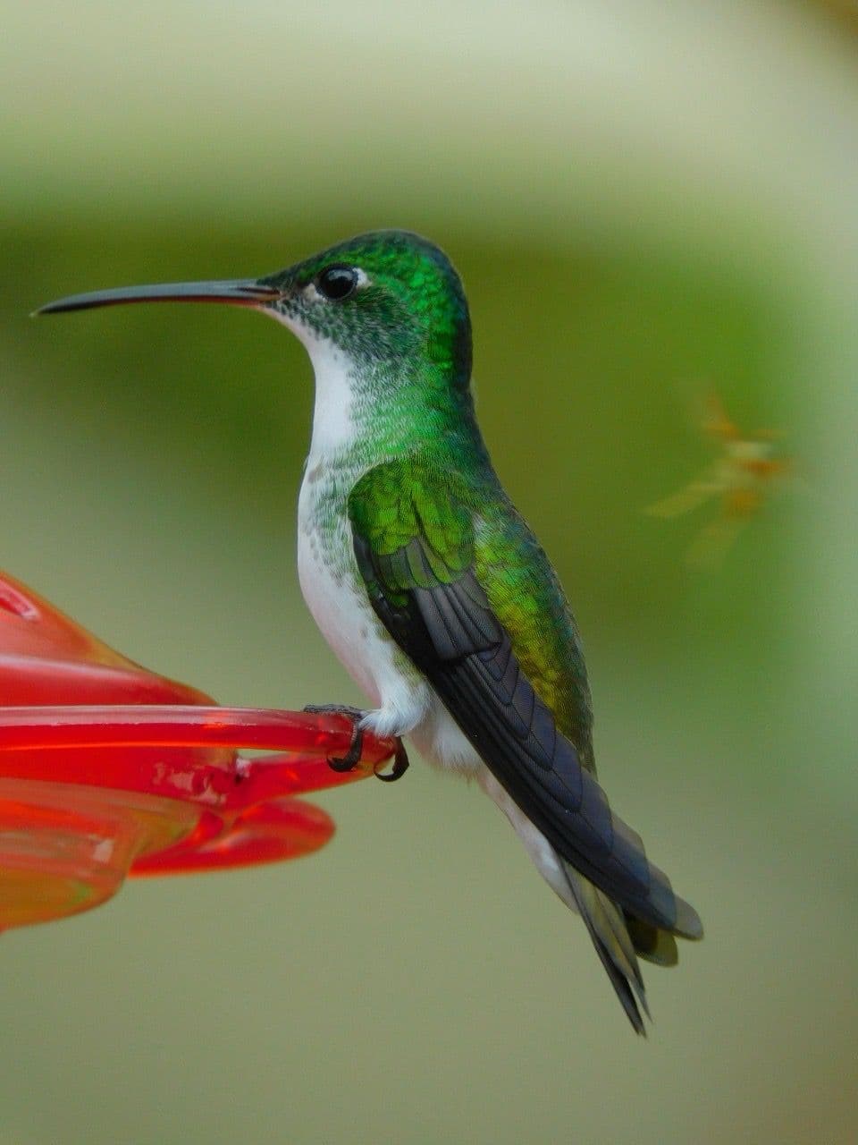 La Reserva de Colibrí 2