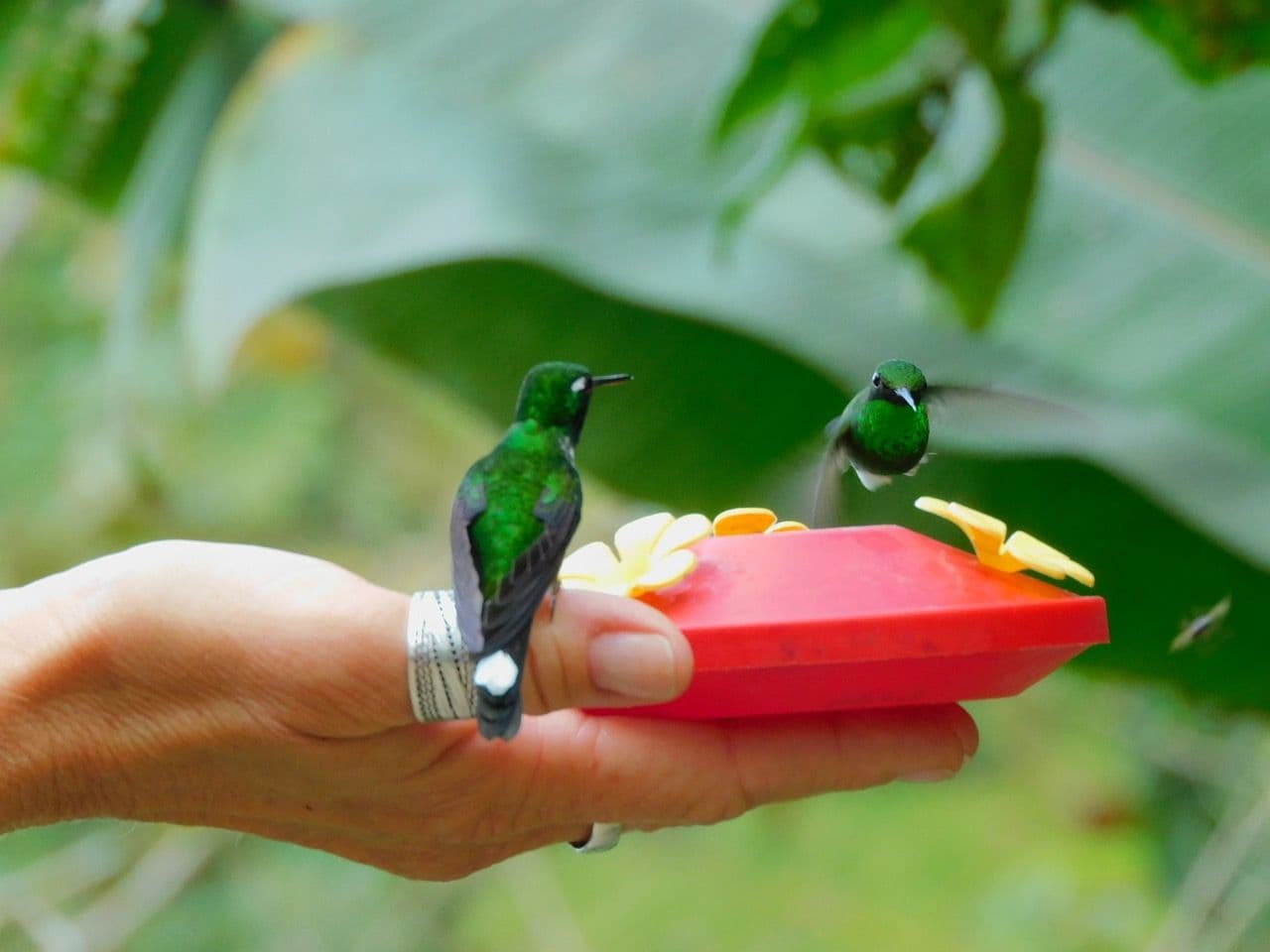 La Reserva de Colibrí 1