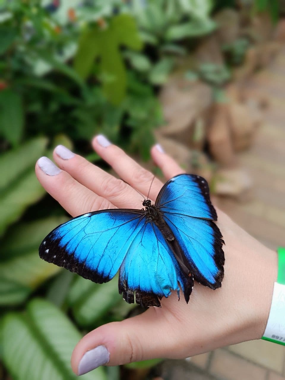 El Santuario de las Mariposas 1