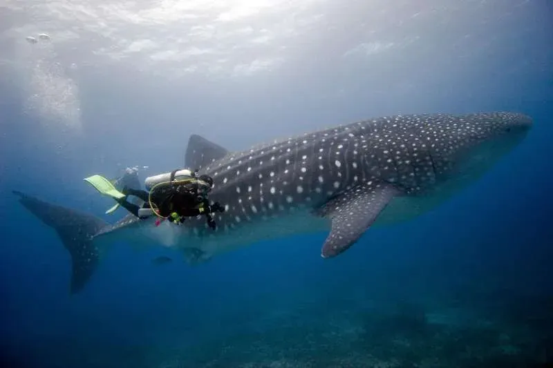 Whale shark in the Galapagos Islands - Things to do in Galapagos