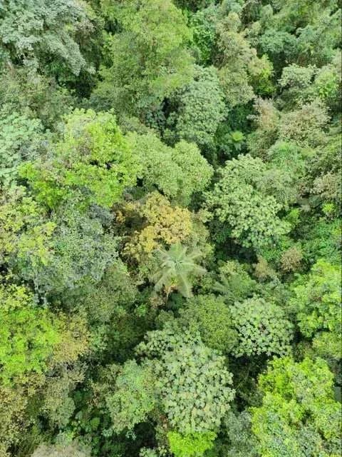 what to do in Mindo Forest